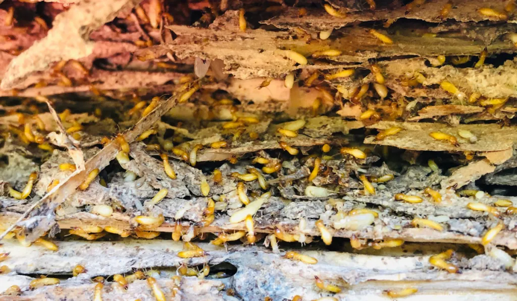 Subterranean Termites Working