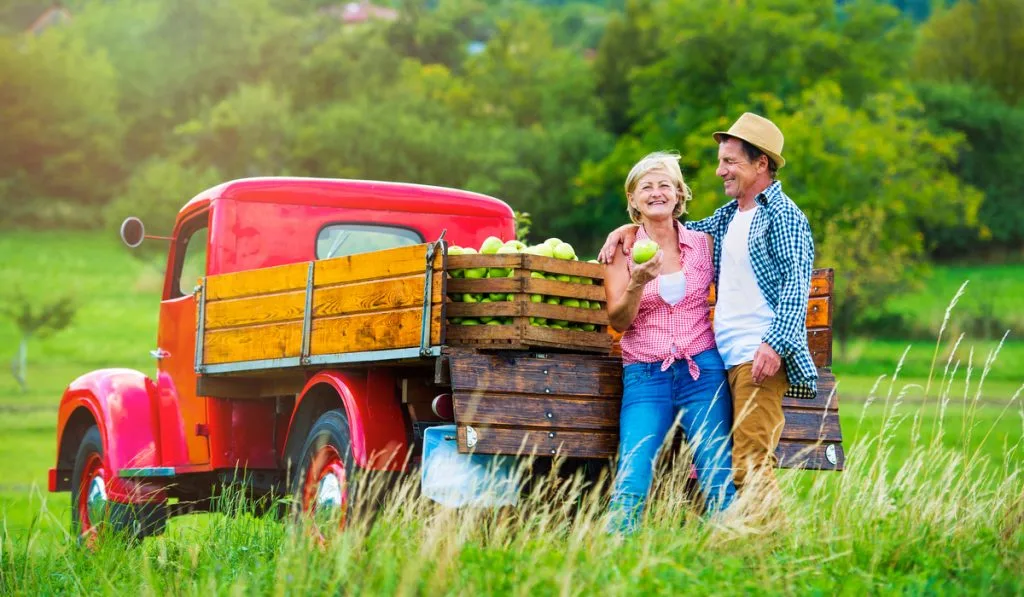 old couple harvesting apples standing back of pickup truck 