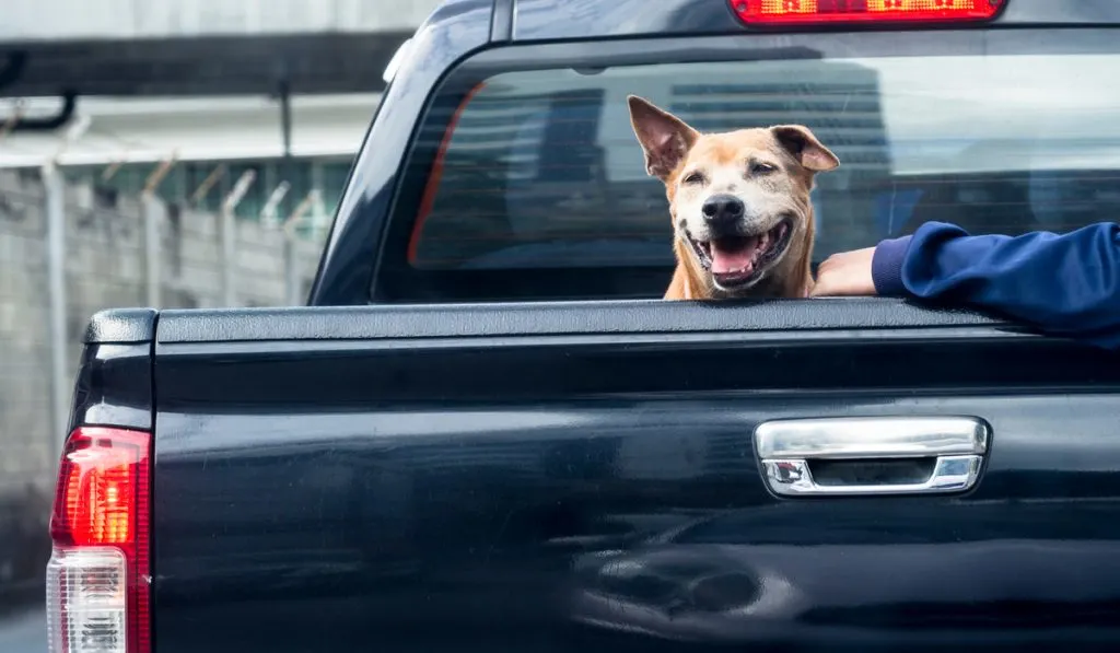 smiling dog on back of black pickup truck 